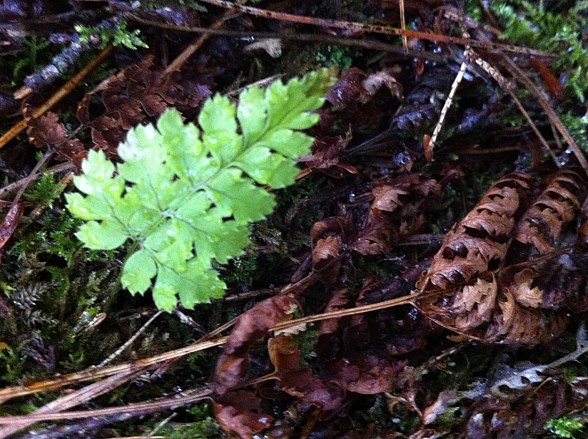 Forest in Canada - Reet Mae 2013